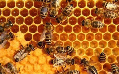 蜂蜜行业的发展